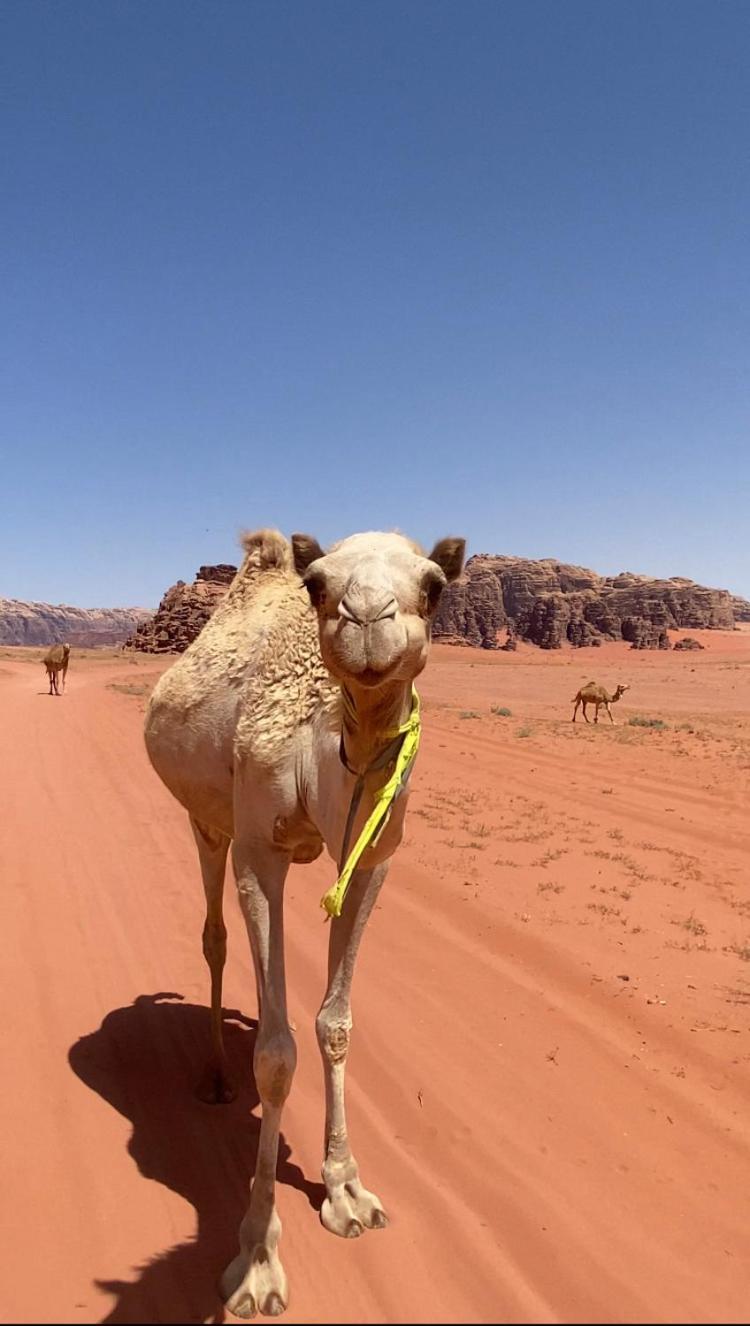 Wadi Rum Bedouin Heart Camp المظهر الخارجي الصورة