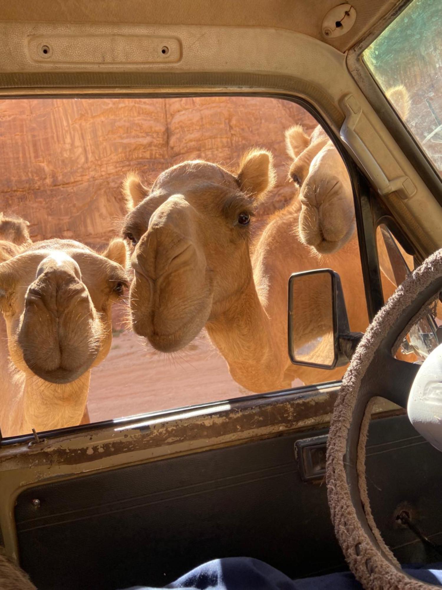 Wadi Rum Bedouin Heart Camp المظهر الخارجي الصورة