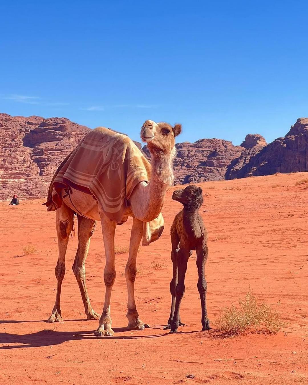 Wadi Rum Bedouin Heart Camp المظهر الخارجي الصورة